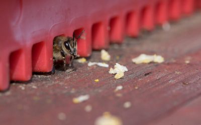 Mehr über Propolis